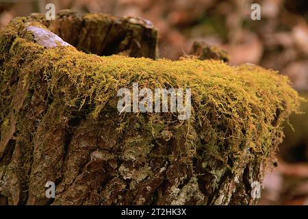 Mousse poussant sur un tronc d'arbre mort en Virginie, USA Banque D'Images