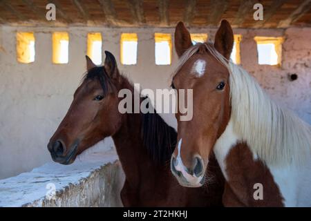 Tunisie, Afrique. Deux beaux chevaux dans une grange en ciment. Banque D'Images
