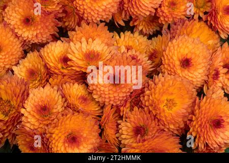 Bouquet de fleurs de mère de Beverly Orange. Banque D'Images