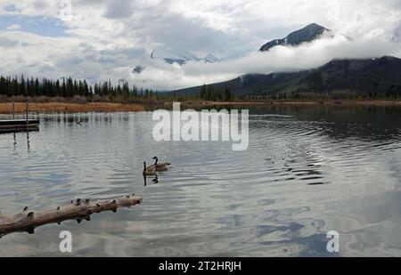 Une paire d'oies du Canada - Vermilion Lake, Canada Banque D'Images