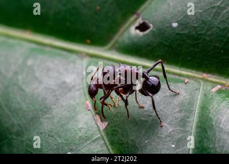 les fourmis se battent sur une feuille verte Banque D'Images