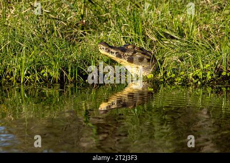 Danger se cache sur le bord des eaux tropicales du Pantanal brésilien, comme un caïman vigilant (Caiman crocodilus) attend patiemment un repas. Banque D'Images