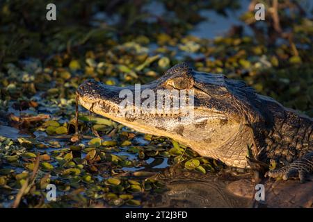 Danger se cache sur le bord des eaux tropicales du Pantanal brésilien, comme un caïman vigilant (Caiman crocodilus) attend patiemment un repas. Banque D'Images