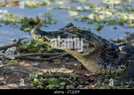 Danger se cache sur le bord des eaux tropicales du Pantanal brésilien, comme un caïman vigilant (Caiman crocodilus) attend patiemment un repas. Banque D'Images