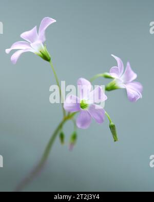 Beautifu fleurs rose pâle à cinq pétales d'Oxalis triangularis (ou faux shamrock) sur fond gris. Fond floral naturel. Mise au point sélective Banque D'Images