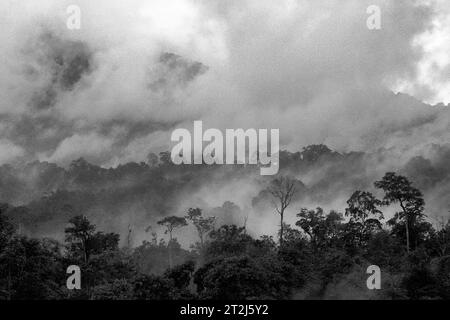 Forêt tropicale humide de plaine au pied de la montagne Tangkoko, un habitat protégé pour de nombreuses espèces, y compris le macaque à crête noire endémique de Sulawesi (Macaca nigra) à Bitung, Sulawesi du Nord, en Indonésie. Un récent rapport d’une équipe de scientifiques dirigée par Marine Joly révèle que la température augmente dans la forêt de Tangkoko. « Entre 2012 et 2020, les températures ont augmenté jusqu’à 0,2 degrés Celsius par an dans la forêt, et l’abondance globale des fruits a diminué de 1 pour cent par an », ont-ils écrit dans International Journal of Primatology. « Il y a des preuves de plus en plus nombreuses des effets négatifs de... Banque D'Images