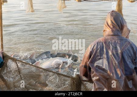 pêcheurs utilisant des filets de senne pour attraper du poisson le matin Banque D'Images