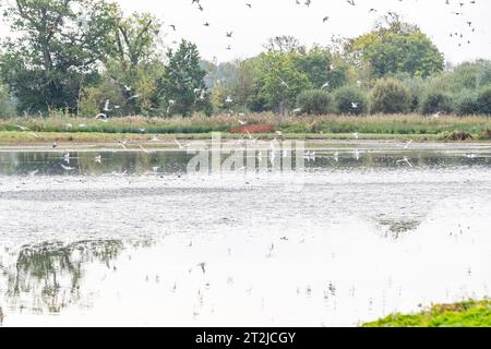 Troupeau de goélands reflété dans une piscine.Slimbridge WWT. Gloucestershire UK. Banque D'Images