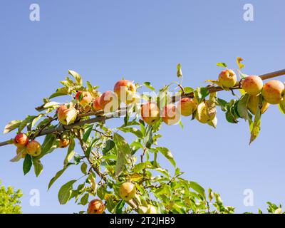 Pomme Malus domestica 'Red Falstaff Banque D'Images