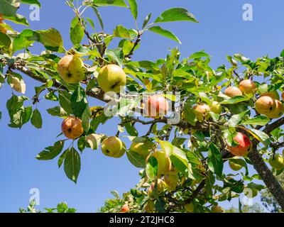 Pomme Malus domestica 'Red Falstaff Banque D'Images