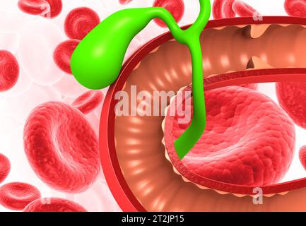 Anatomie de la vésicule biliaire hépatique avec globules rouges. rendu 3d. Banque D'Images