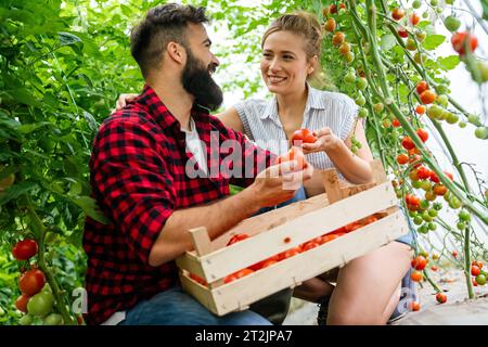 Famille de ferme réussie, couple engagé dans la culture de légumes biologiques en serre, tomate Banque D'Images