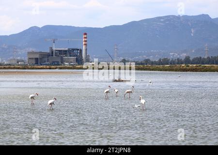 Flamants roses et autres oiseaux marchent dans l'eau de la mer Méditerranée sur l'île de Sardaigne, en Italie. Derrière eux se trouve la ville de Cagliari Banque D'Images