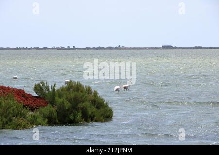 Flamants roses et autres oiseaux marchent dans l'eau de la mer Méditerranée sur l'île de Sardaigne, en Italie. Derrière eux se trouve la ville de Cagliari Banque D'Images