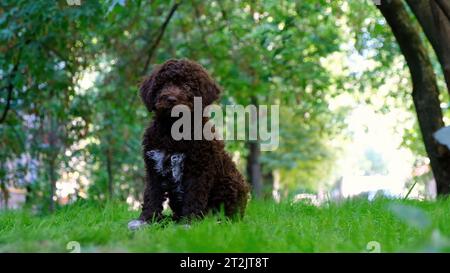 Mignon chiot brun lagotto romagnolo assis sur l'herbe et lookicng à la caméra en été. Espace pour le texte Banque D'Images