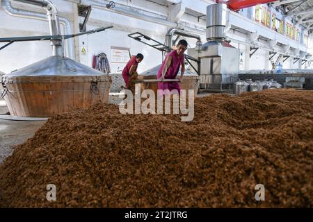 SUQIAN, CHINE - 20 OCTOBRE 2023 - des travailleurs travaillent dans un atelier de brassage dans une cave à Suqian, province du Jiangsu, Chine, le 20 octobre 2023. Banque D'Images