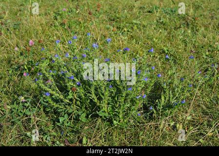 Echium vulgare, connu sous le nom de bugloss de vipère et plante d'herbe bleue avec des fleurs bleues dans une prairie. Banque D'Images