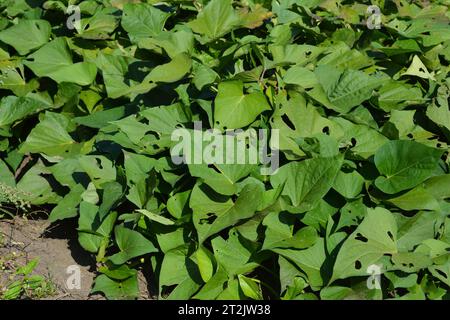 Vigne de patate douce : cultiver et entretenir les batatas d'Ipomoea. Culture de la patate douce, ipomoea batatas plante dans le potager. Banque D'Images