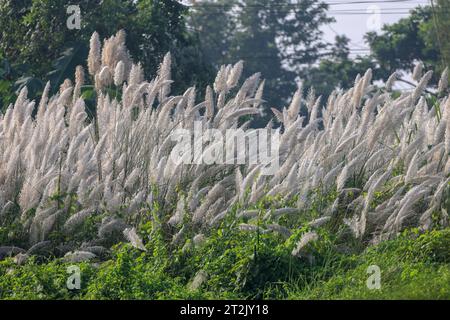 Herbe KanS ou canne à sucre sauvage.Saccharum spontaneum est une espèce d'herbe vivace dans la famille des vraies herbes. Cette photo a été prise du Bangladesh. Banque D'Images