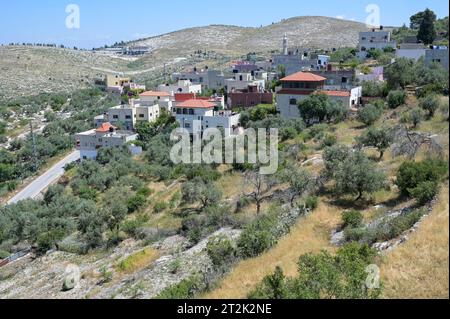 PALESTINE, Jenin, village Anza, oliveraie / PALÄSTINA, Jenin, Dorf Anza, Oliven Anbau Banque D'Images