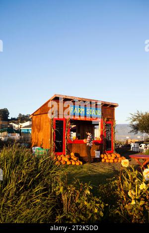 Le soleil se couche sur un stand de ferme plein de citrouilles dans une ferme biologique locale. Banque D'Images