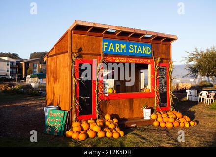 Le soleil se couche sur un stand de ferme plein de citrouilles dans une ferme biologique locale. Banque D'Images