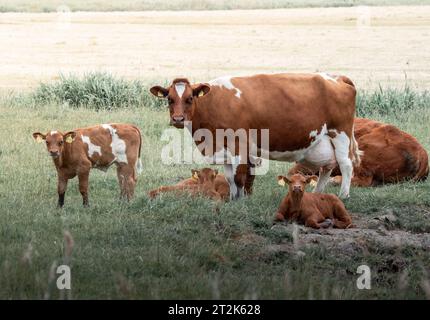 vache brune et veaux paissant dans un pré Banque D'Images