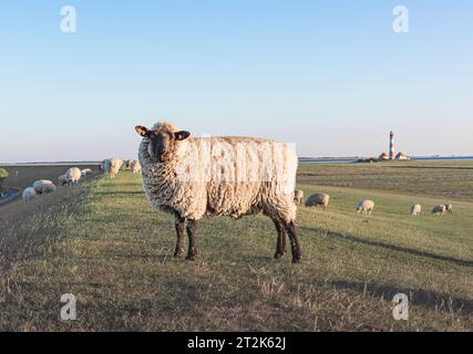 Des moutons se tiennent dans un champ sur le fond d'un phare Westerheversand Banque D'Images