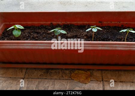 Vue de quelques doigts de Dame (abelmoschus esculentus) grandissant dans un pot dans un jardin urbain. Banque D'Images