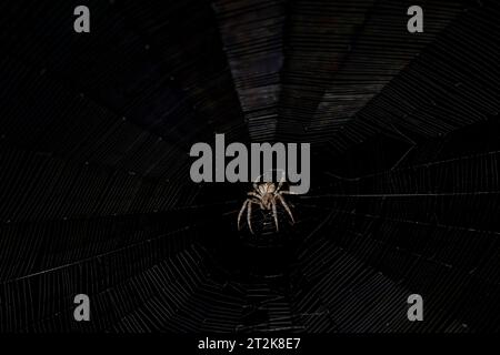 Araneus araignée attend sa proie sur sa toile la nuit Banque D'Images