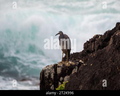 Une grande vague bleue, verte et blanche s'écrase dans les rochers alors qu'un Héron à visage blanc se tient calmement sur les rochers à proximité, en Australie Banque D'Images