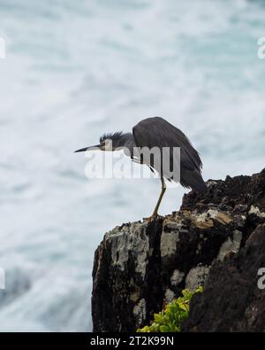 Héron blanc face debout sur des rochers avec une jambe levée surplombant une mer mousseuse, Australie Banque D'Images