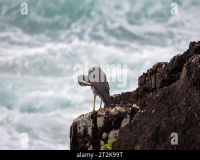 Blanc visage Héron debout sur des rochers préening, surplombant la mer, Australie Banque D'Images