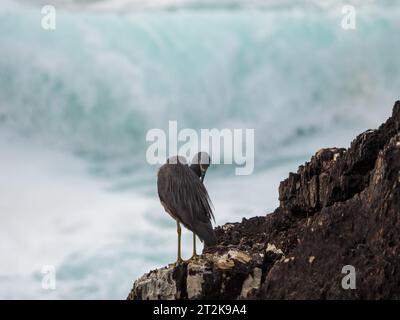 Héron à face blanche debout sur des rochers, surplombant la mer avec des vagues qui s'écrasent en Australie Banque D'Images