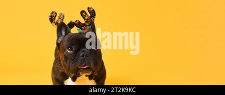 Mignon chien bulldog français de fantaisie de Noël isolé sur fond de bannière de studio jaune avec espace de copie Banque D'Images