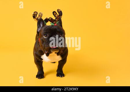 Mignon chien bulldog français de fantaisie de Noël isolé sur fond de studio jaune avec espace de copie Banque D'Images