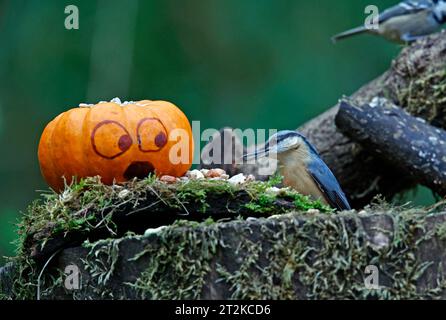 Nuthatch et la citrouille Banque D'Images