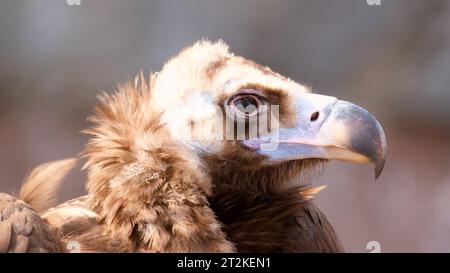 Le détail de la tête du vautour cinéreux. Aegypius monachus ou vautour noir, vautour moine ou vautour noir eurasien Banque D'Images