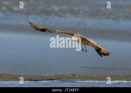 Curlew à bec long (Numenius americanus) à Drake's Beach point Reyes National Seashore Marin County California USA Banque D'Images