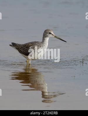 Greater Yellowlegs (Tringa melanoleuca) recherche de nourriture à Abbotts Lagoon, point Reyes National Seashore Marin County California USA Banque D'Images