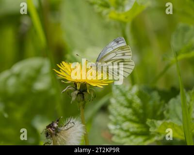 Papillon blanc à motif vert se nourrissant d'un pissenlit Banque D'Images