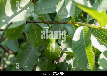 Fruit vert goyave sur un arbre Banque D'Images