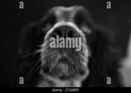 Gros plan photo chien d'un chien noir et blanc Cocker Spaniel se concentrant sur son nez Banque D'Images