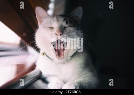 Image couleur d'un chat tabby noir, gris et blanc assis sur un auvent de rebord de fenêtre Banque D'Images