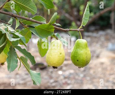 Fruit mûr de goyave accroché à une branche d'arbre dans le jardin Banque D'Images