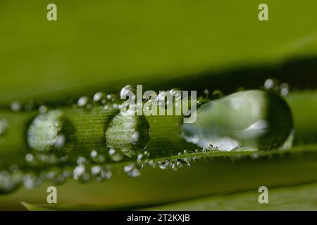 Plan rapproché d'une seule feuille verte avec des gouttes de rosée brillantes sur sa surface, sur un fond vert éclatant Banque D'Images