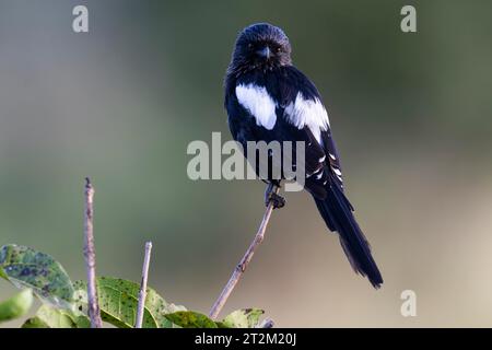 Magpie Shrike (Lanius melanoleucus) sur la branche Taranagire National Park Tanzanie Banque D'Images