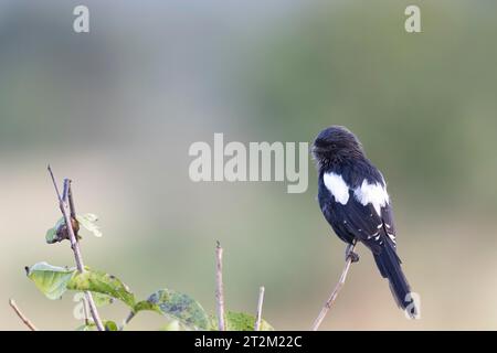 Magpie Shrike (Lanius melanoleucus) sur la branche Taranagire National Park Tanzanie Banque D'Images