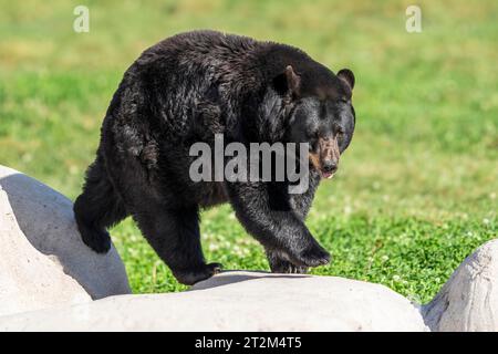 Ours noir américain (Ursus americanus) sur un rocher Banque D'Images