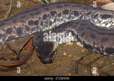 Serpent à tronc d'éléphant, Acrochordus javanicus dans un ruisseau peu profond en Malaisie. Le serpent à tronc d'éléphant est entièrement adapté pour vivre sous l'eau. Banque D'Images